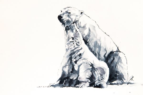 Croquis d’ours blancs que j’ai réalisés pour mon amie SABINE TRENSZ et qui sont présents en filigrane dans son nouveau livre : «  KAKTOVIK, des ours et des hommes »