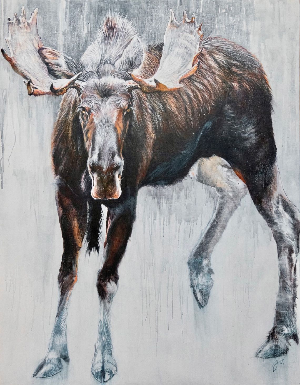 Big bull moose