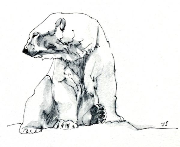 Croquis d’ours blancs que j’ai réalisés pour mon amie SABINE TRENSZ et qui sont présents en filigrane dans son nouveau livre : «  KAKTOVIK, des ours et des hommes »